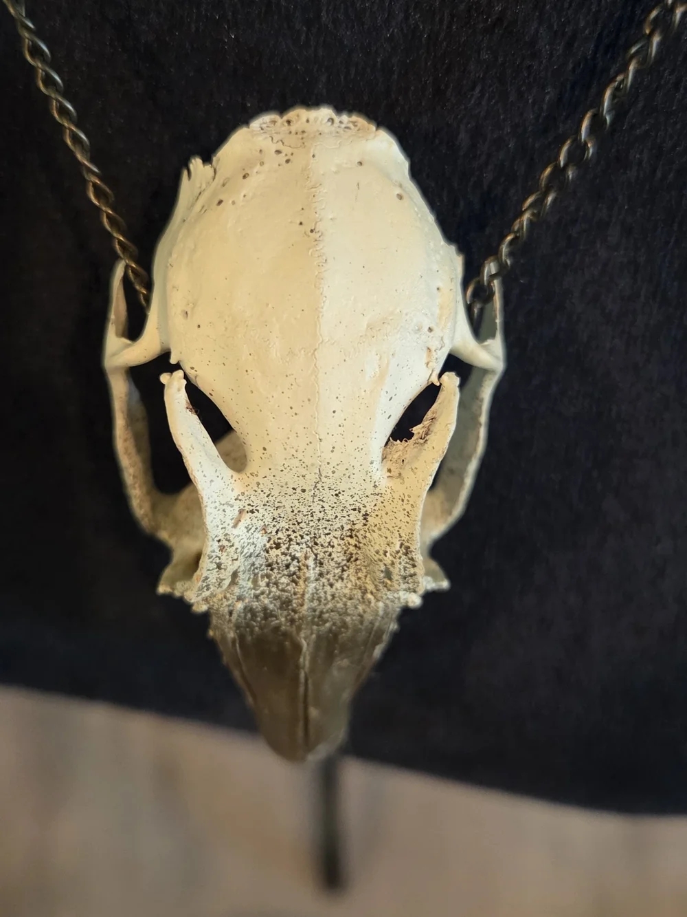 Reptile subcategory classification